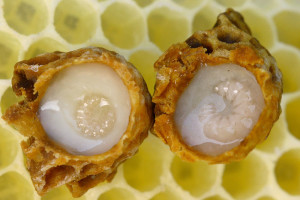 Larvae of queens in cells filled with royal jelly.