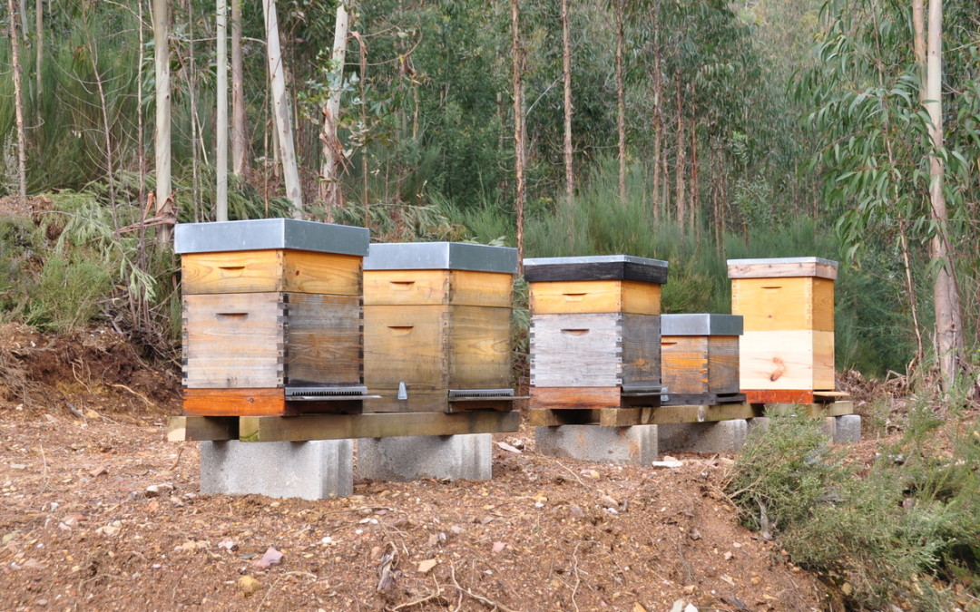 harvesting Royal Jelly