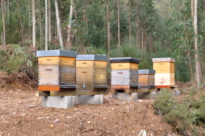 harvesting Royal Jelly