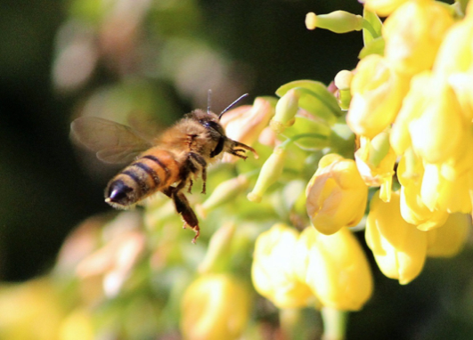 Die Wiege des Royal Jelly