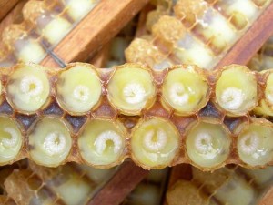 history of Royal Jelly