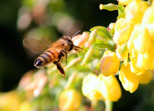 Royal Jelly - Abelhas Geleia Real - Abelhas
